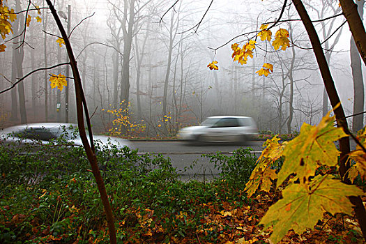 公路,密集,雾,秋天,能见度,仰视,北莱茵威斯特伐利亚,德国,欧洲