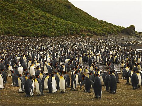 帝企鹅,生物群,麦夸里岛,澳大利亚,南极
