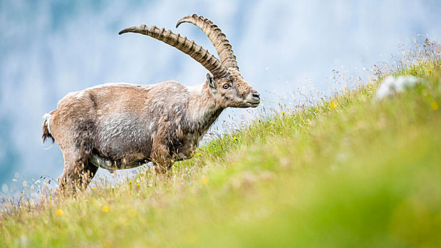 阿尔卑斯野山羊,羱羊,改变,外套,贝希特斯加登,阿尔卑斯山,萨尔茨堡,奥地利,欧洲