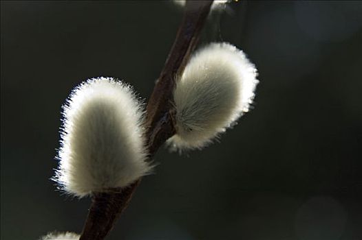 黄花柳,柔荑花