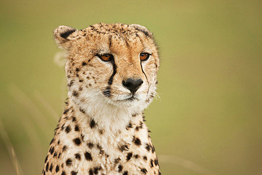 印度豹,猎豹,头像,塞伦盖蒂,裂谷省,肯尼亚,非洲