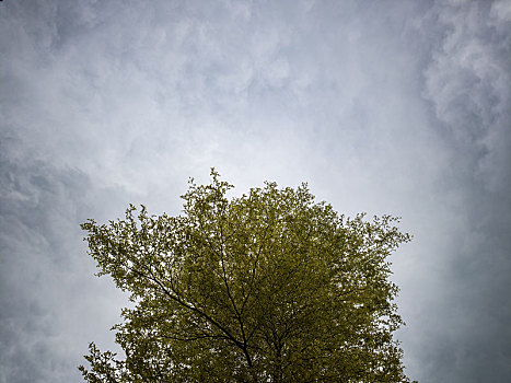 乌云密布天空下的树木