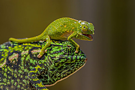 madagascar马达加斯加变色龙家族chameleon