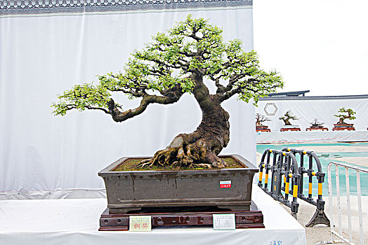 盆景,盆栽,会员作品,铜奖,广东盆景协会30周年