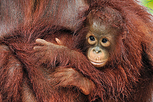 猩猩,黑猩猩,幼兽,拿着,母亲,露营,檀中埠廷国立公园,婆罗洲,印度尼西亚