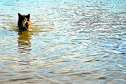 狗,游泳,水中