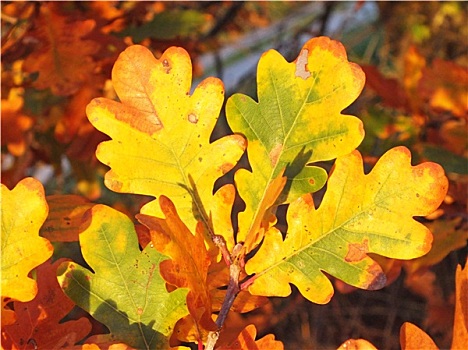 彩色,叶子,橡树,秋天