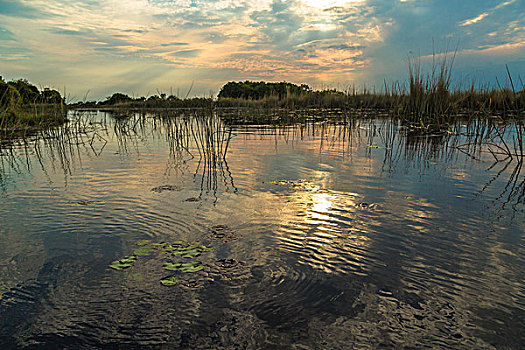 湿地,奥卡万戈三角洲,晚上,亮光,博茨瓦纳,非洲