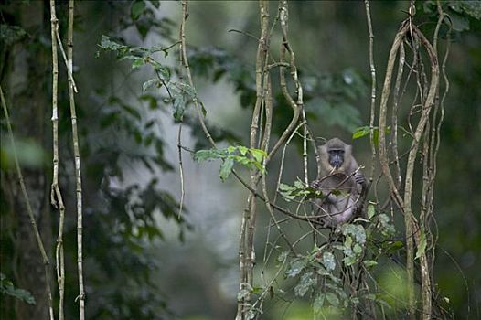 鬼狒,女青年,坐,树上,尼日利亚