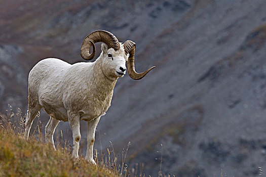 绵羊,白大角羊,中心,阿拉斯加