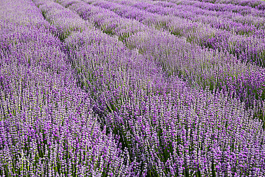 熏衣草,熏衣草园,紫色花卉,香料花卉