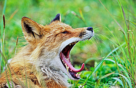 红狐,狐属,阿拉斯加,北美,美国