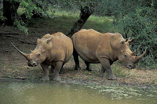 白犀牛,南非