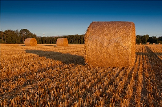 小麦,稻草包