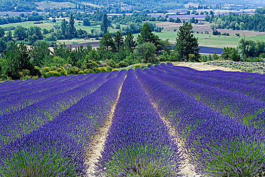 盛开,薰衣草种植区,普罗旺斯,法国