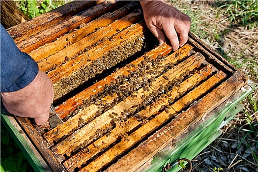 养蜂人,检查,蜂巢,健康,蜜蜂,生物群