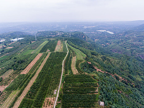 航拍河南三门峡灵宝市川口乡赵家沟村樱桃种植林