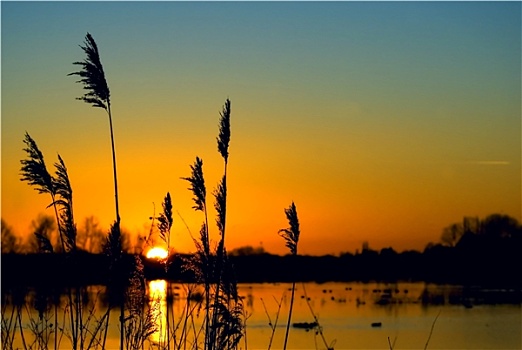 日落,上方,湿地