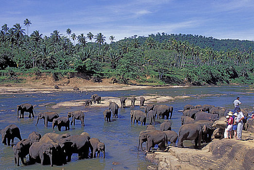 斯里兰卡,靠近,科伦坡,大象,河,游客