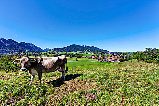 母牛,背影,地区,斯瓦比亚,巴伐利亚,德国,欧洲