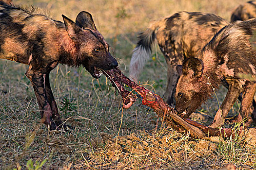 非洲野狗,非洲野犬属,喂食,北方,博茨瓦纳