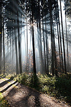 雾,太阳光线,树林,挪威云杉,欧洲云杉,巴伐利亚,德国,欧洲