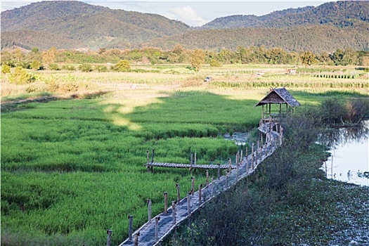绿色,稻田,清莱,泰国
