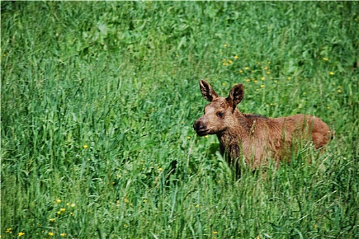 麋鹿,幼兽,夏日草地,瑞典,野生动物