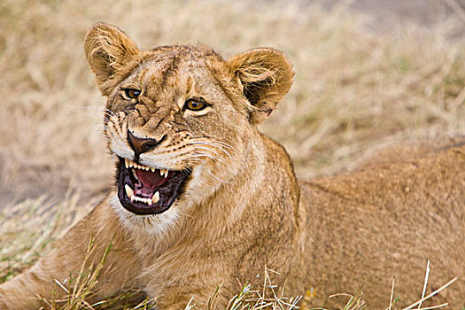 非洲,坦桑尼亚,幼兽,雌狮,哈欠,恩戈罗恩戈罗火山口