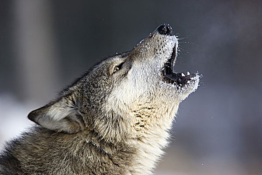 东方,大灰狼,狼,非洲野犬属,叫喊,头像,侧面视角
