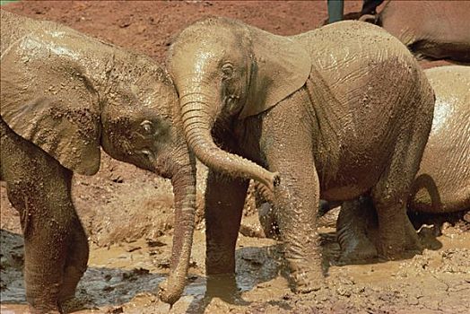 非洲象,玩,内罗毕,肯尼亚