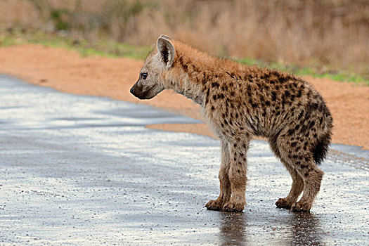 斑鬣狗,笑,鬣狗,幼兽,站立,路湿,雨,克鲁格国家公园,南非,非洲