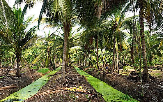 椰树,种植园,地区,省,泰国,亚洲