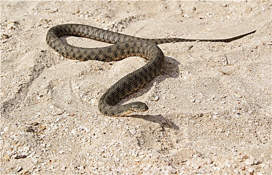 蛇,海滩