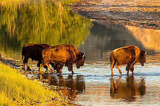 野牛,小,密苏里,河,西奥多罗斯福国家公园,北达科他,美国