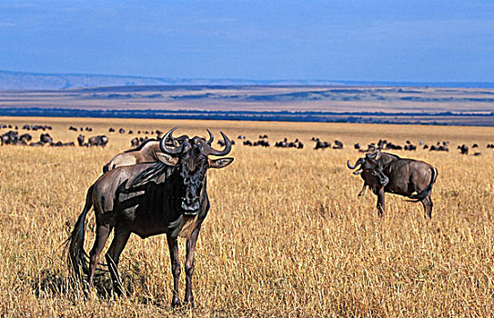 角马,动物,迁徙,马赛马拉,肯尼亚,非洲