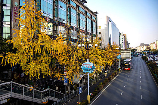 秋天满是银杏树的城市道路
