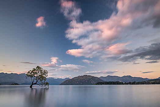 孤树,站在水中,瓦纳卡,湖,树,日落,湾,奥塔哥,南岛,新西兰,大洋洲