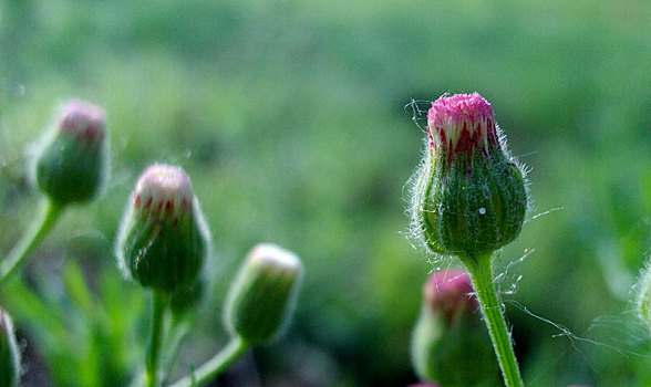 菊,菊科,菊花