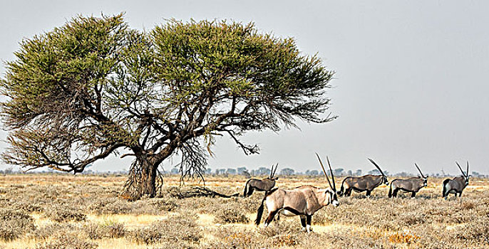 非洲,纳米比亚,埃托沙国家公园,五个,长角羚羊,树,画廊