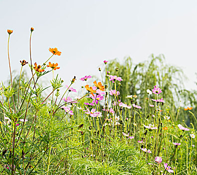 大鸣荷韵风景区