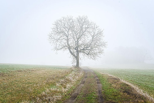 秃头,树,雾,旁侧,路,奥登瓦尔德,德国,欧洲