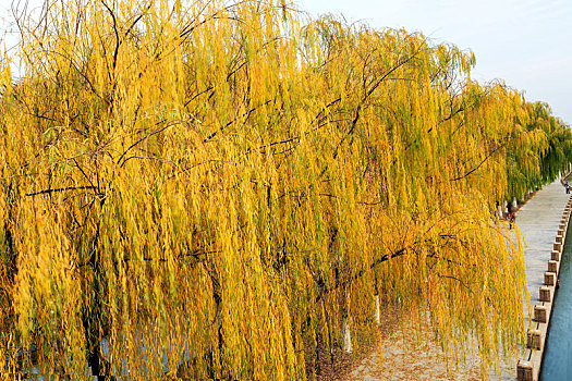 深秋时节外秦淮河河畔黄色的垂柳