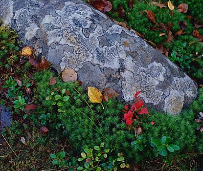 石头,苔藓,拉普兰,芬兰