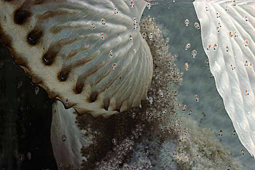 纸,鹦鹉螺,蛋,孵化,菲利普港湾,维多利亚,澳大利亚