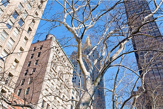 建筑,裸露,树,纽约