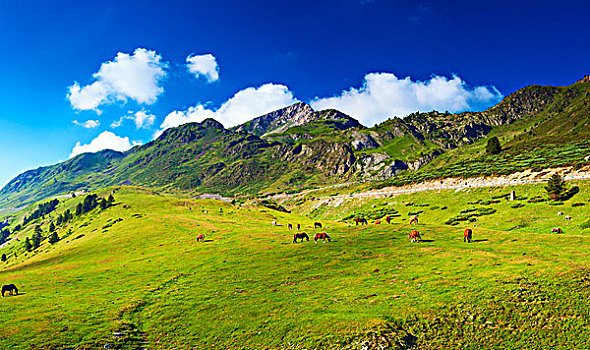 比利牛斯山脉,夏天,全景,马