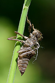 蜻蜓,脱落,外骨骼,上艾瑟尔省,荷兰