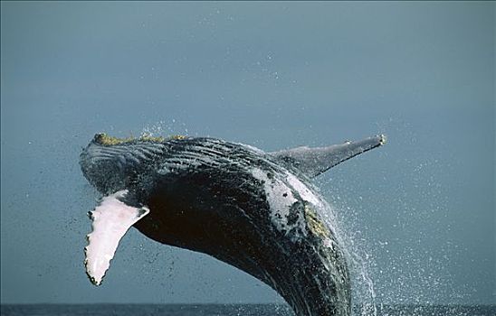 驼背鲸,大翅鲸属,鲸鱼,鲸跃,太平洋海岸,墨西哥