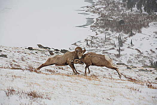 大角羊,争斗,冰川国家公园,蒙大拿
